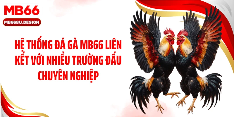 Hệ thống đá gà MB66 liên kết với nhiều trường đấu chuyên nghiệp